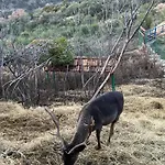 Keshtjella Myftari Villa Patos